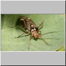 Rhabdomiris striatellus - Weichwanze 02 Morphe.jpg